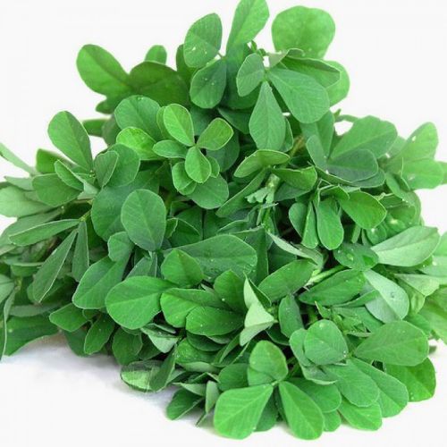 Methi Fenugreek