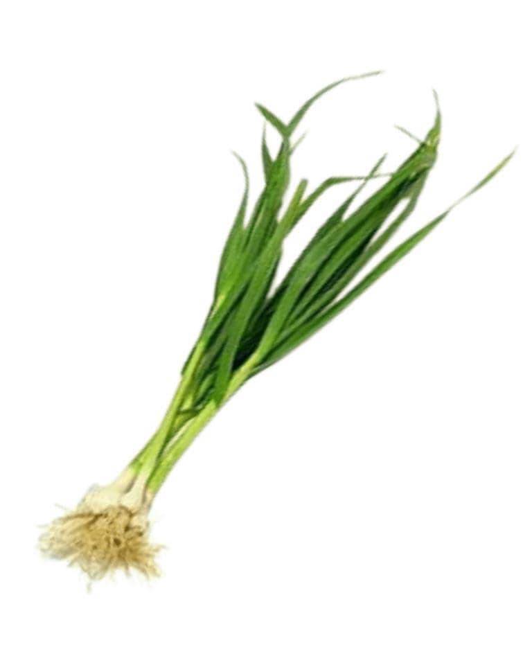 Garlic Green 